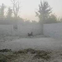 کره7ماهه از کوهستان سعیدی