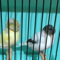 قناری گلاستر|پرنده|ری, هاشمآباد|دیوار