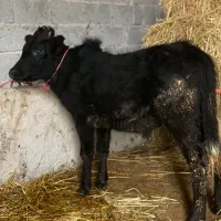 گوساله نر ورزاکوله سیاه کلاچ