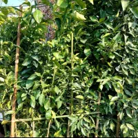 انواع نهال مرکبات و گواوا زرد و قرمز و....|گل و گیاه طبیعی|رودسر, |دیوار