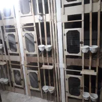 مرغ و خروس لاری
