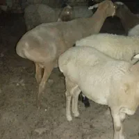 میش وبره|عمده‌فروشی|انابد, |دیوار