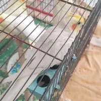 عروس|پرنده|اسلامشهر, شهرک سعیدیه|دیوار