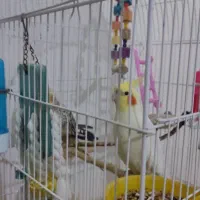 عروس هلندی یک جفت