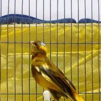 قناری|پرنده|شیراز, شریف‌آباد|دیوار