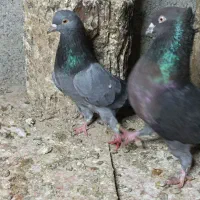 زاغ گلکی/سبز نفتی|پرنده|بندرعباس, |دیوار