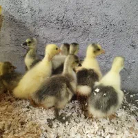 جوجه غاز و قوغاز ۵روزه