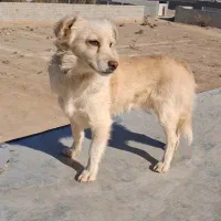 سگ پاپی اشپیتز