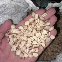 تخمه هندوانه