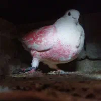 6تا کبوتر|پرنده|جوانرود, |دیوار