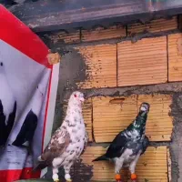 کبوتر
