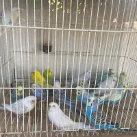 مرغ عشق عروس هلندی کوتوله|پرنده|باخزر, |دیوار