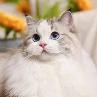 کلینیک دامپزشکی - خدمات دامپزشک سیار|خدمات آرایشگری و زیبایی|مشهد, کوشش|دیوار