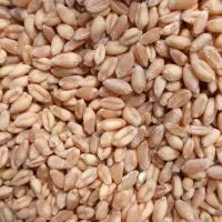 مقداری گندم مادربذری