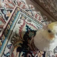 عروس هلندی
