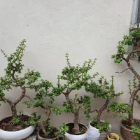 درختچه خرفه انار سیب فیکوس رتوزا عناب کمیاب