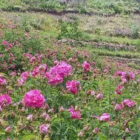 عرقیات وگیاهان دارویی