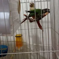 طوطی گیرینچیک|پرنده|بجنورد, |دیوار