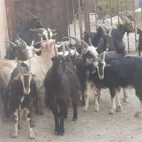 شانزده راس بز ابستن مایه کرده میش بزغاله|حیوانات مزرعه|خاوران, |دیوار