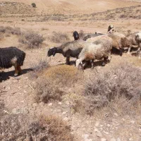 فروش میش(گوسفند)داشتی،|حیوانات مزرعه|شیراز, شهرک ترکان|دیوار