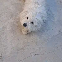 سگ اپارتمانی قیمت ۵ملیون تخفیف کوچیکی  میدم|سگ|مسجد سلیمان, |دیوار