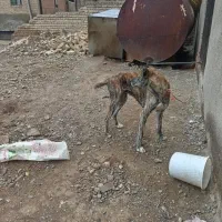 سگ.|سگ|قوچان, |دیوار