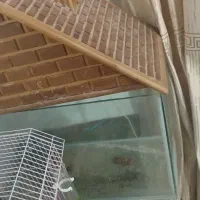 آکواریوم وکلبه