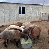 بره ماده هترو|حیوانات مزرعه|شیروان (خراسان), |دیوار