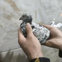 دودی هفرنگ نر|پرنده|بشاریات, |دیوار