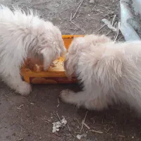 واگذاری ۲ عددسگ پاکوتاه پشمالو جوان نر تریر