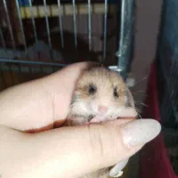 بچه همستر|موش و خرگوش|آبادان, |دیوار