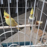 فروش عروس هلندی یک جفت با قفس بزرگ به فروش می رسد