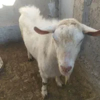 نر بز سانن اصل گوشتی و جنسی