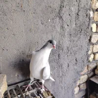 خوشرنگ سبزنر پرشی