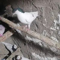 فروش|پرنده|زارچ, |دیوار