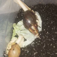 حلزون آلبینو بالغ و بچه|خزنده|کرج, عظیمیه|دیوار