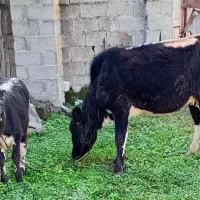 گاو وگوساله ماده