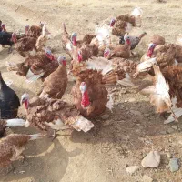 بوقلمون محلی  کلا در مزرعه پرورش یافته