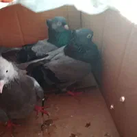 کبوت. ر|پرنده|خورموج, |دیوار