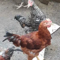 فروش نیمچه خروس