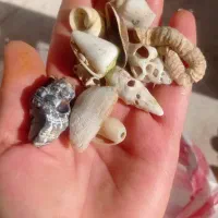 صدف و سنگ آکواریوم