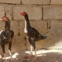 خروس و جوجه لاری|حیوانات مزرعه|زنجانرود, |دیوار