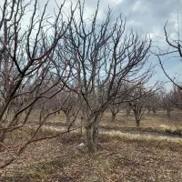 هرس انواع درختان به صورت تخصصی