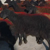 ۴۵گوسفند نر لاغر داشتی|حیوانات مزرعه|زنجان, |دیوار