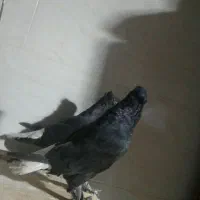 کبوتر|پرنده|شیراز, درکی|دیوار