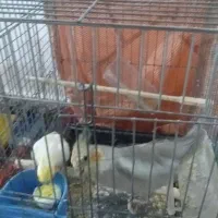 عروس هلندی|پرنده|نیر (اردبیل), |دیوار