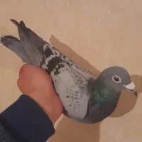 فروشی|پرنده|اهر, |دیوار