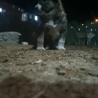 معاوزه باسراب|سگ|مریوان, |دیوار