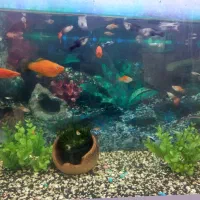 ماهی آکواریوم|ماهی|مه ولات, |دیوار