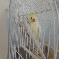 عروس هلندی|پرنده|پائین جام, |دیوار